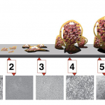 How biofilm grows