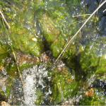 Biofilm in a stream
