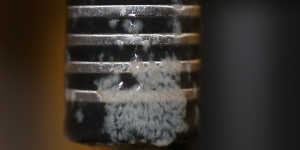 Biofilm on BioSense sensor